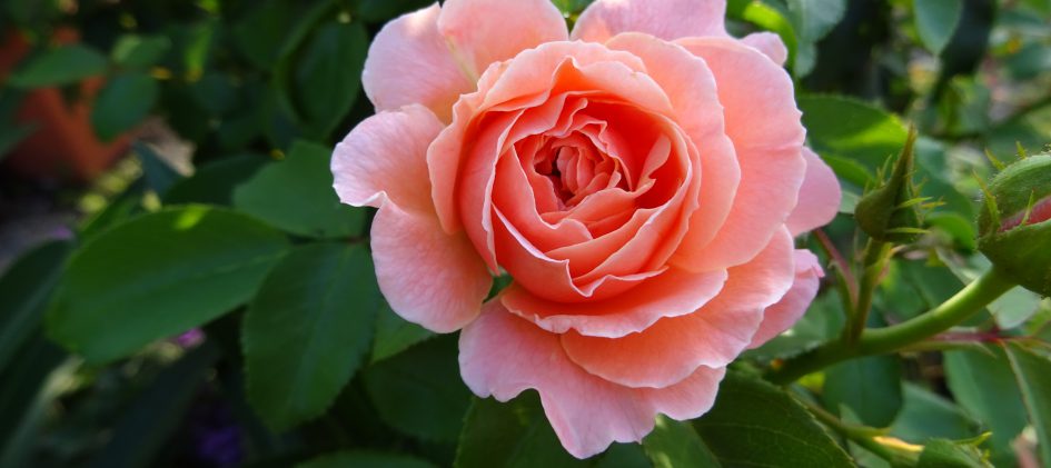 Beet-Rose Marie Curie