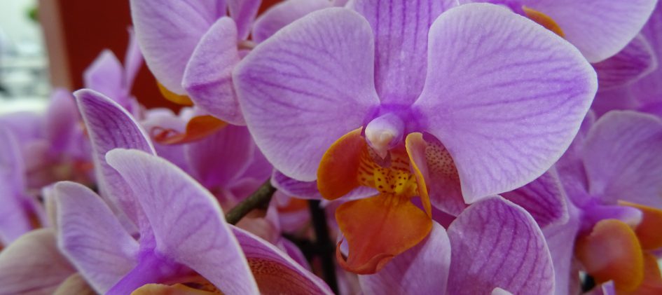 Phalaenopsis pink-orange