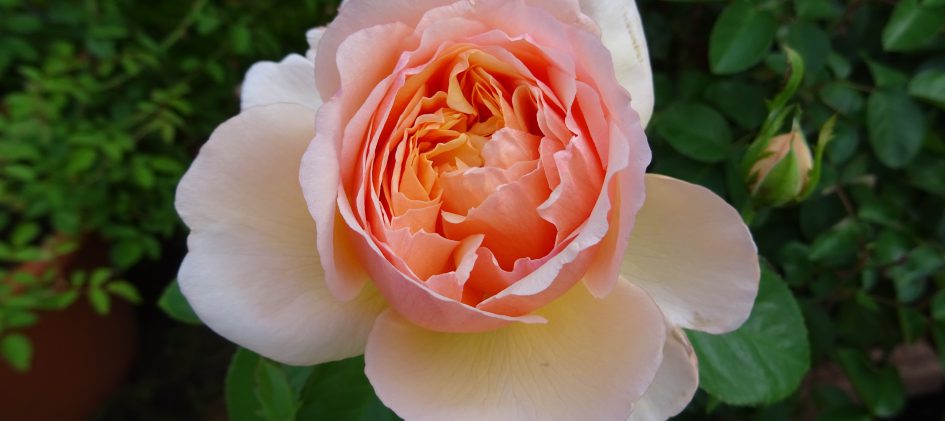 Tropicana Edelrose