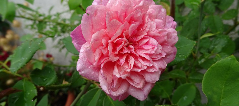 Archiduc Joseph, Tee-Rose