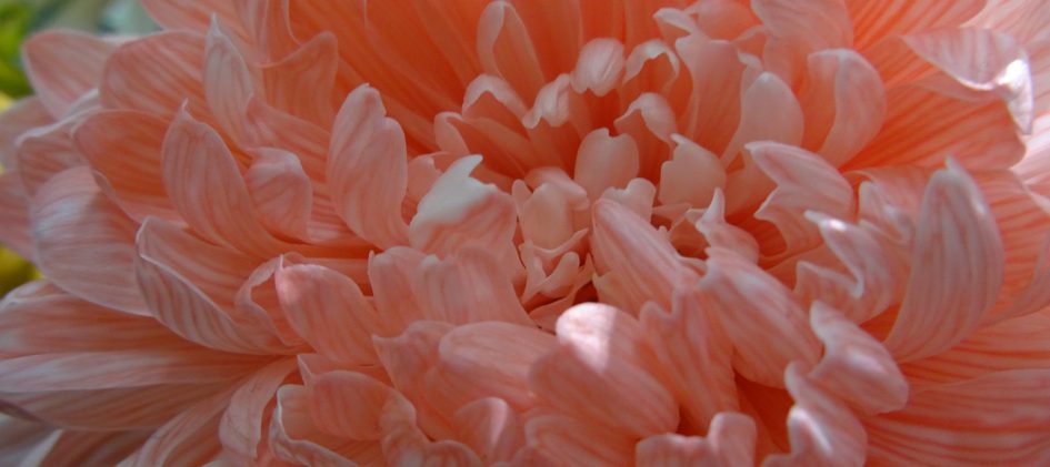 Chrysantheme, rosa, Farbe des Jahres Living Coral