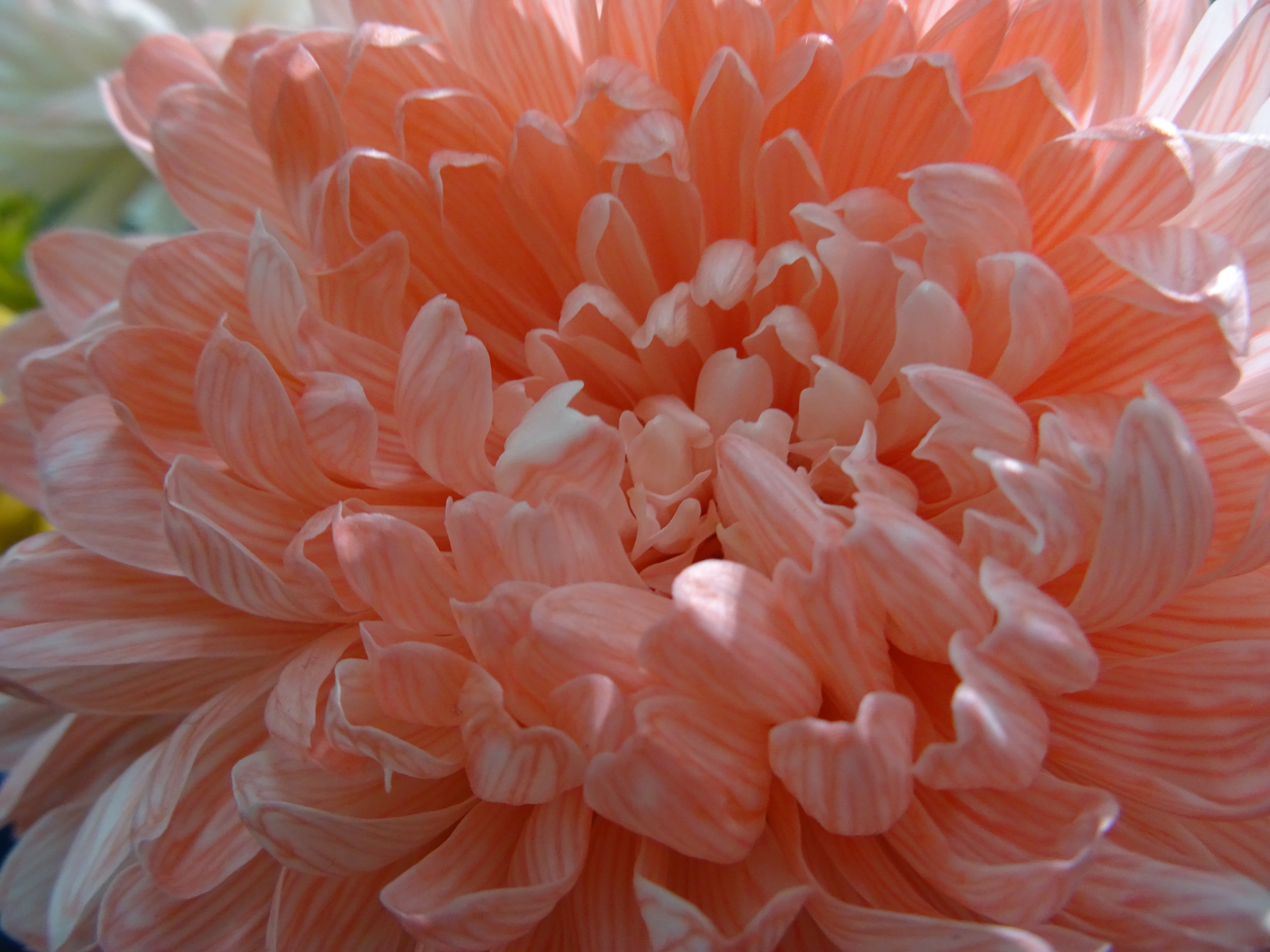 Chrysantheme, rosa, Farbe des Jahres Living Coral