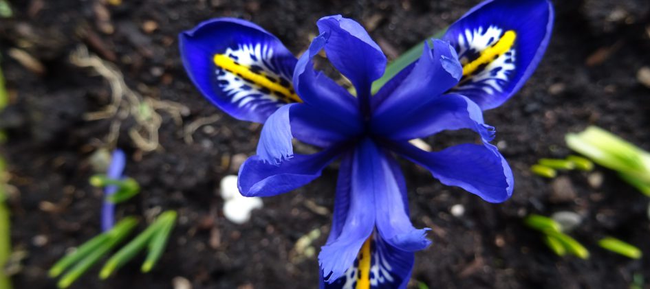 Iris reticulata Harmony