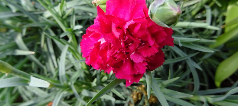 Dianthus Devon-Cottage rot