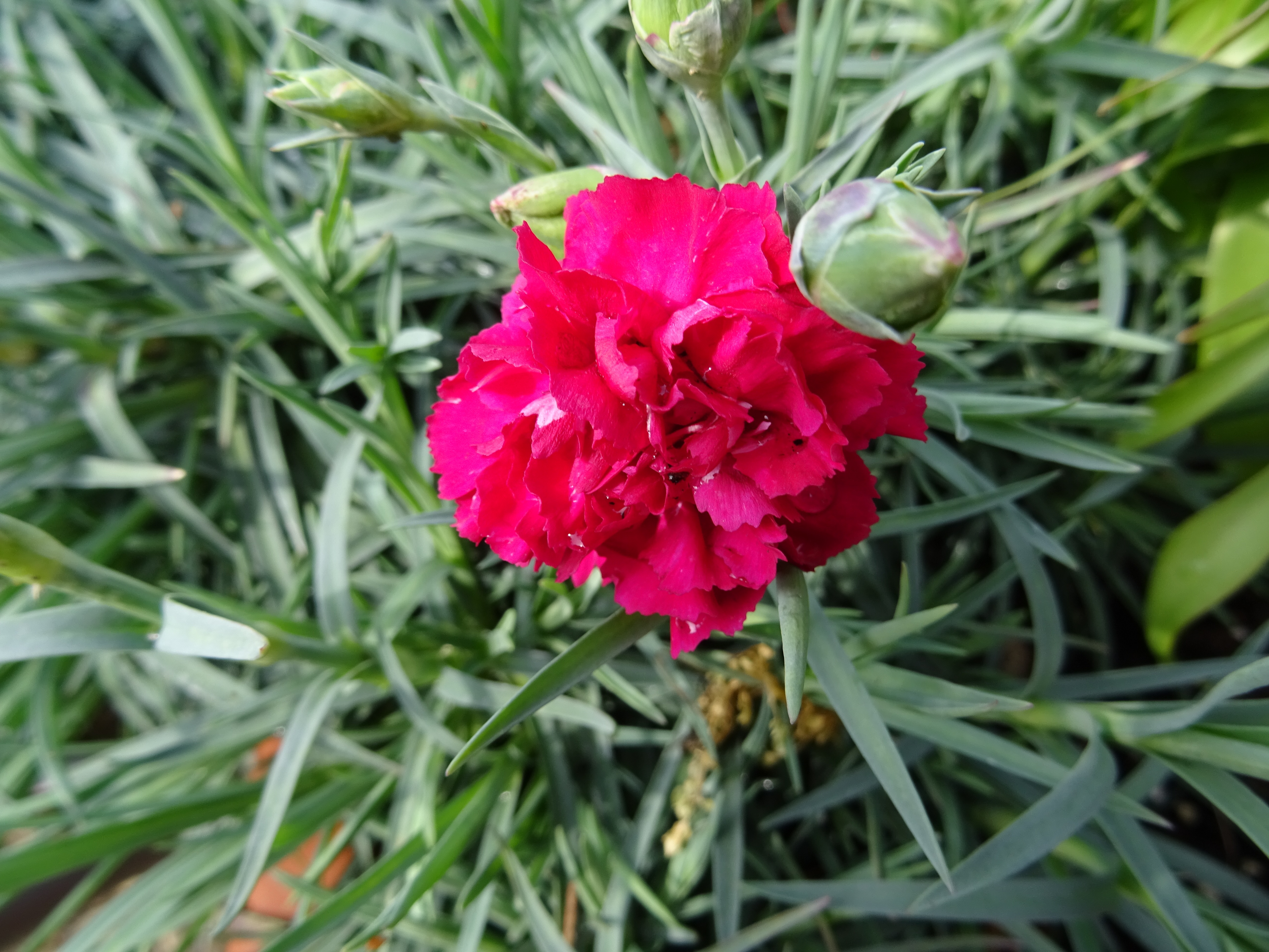 Dianthus Devon-Cottage rot