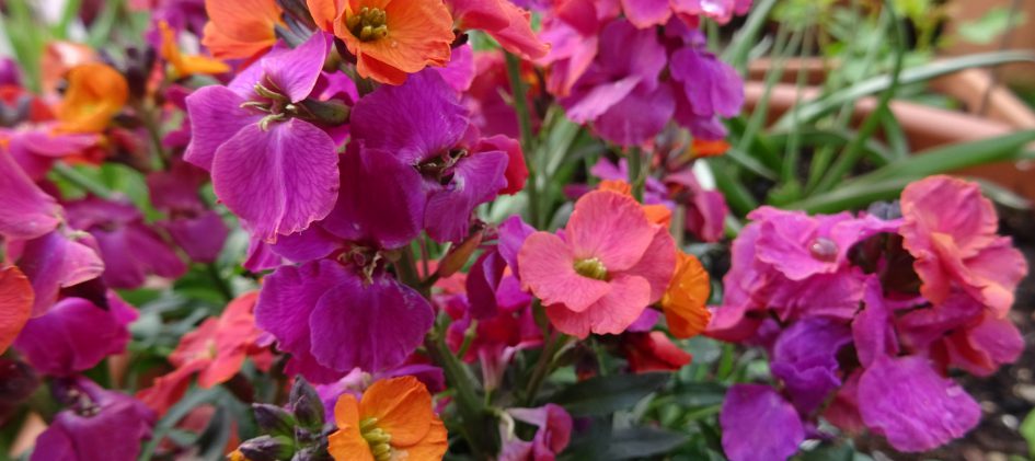 Erysimum mehrfarbig Blüten