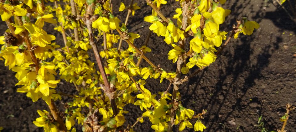 Forsythienblüte, Erstfrühling, Rosenschnitt