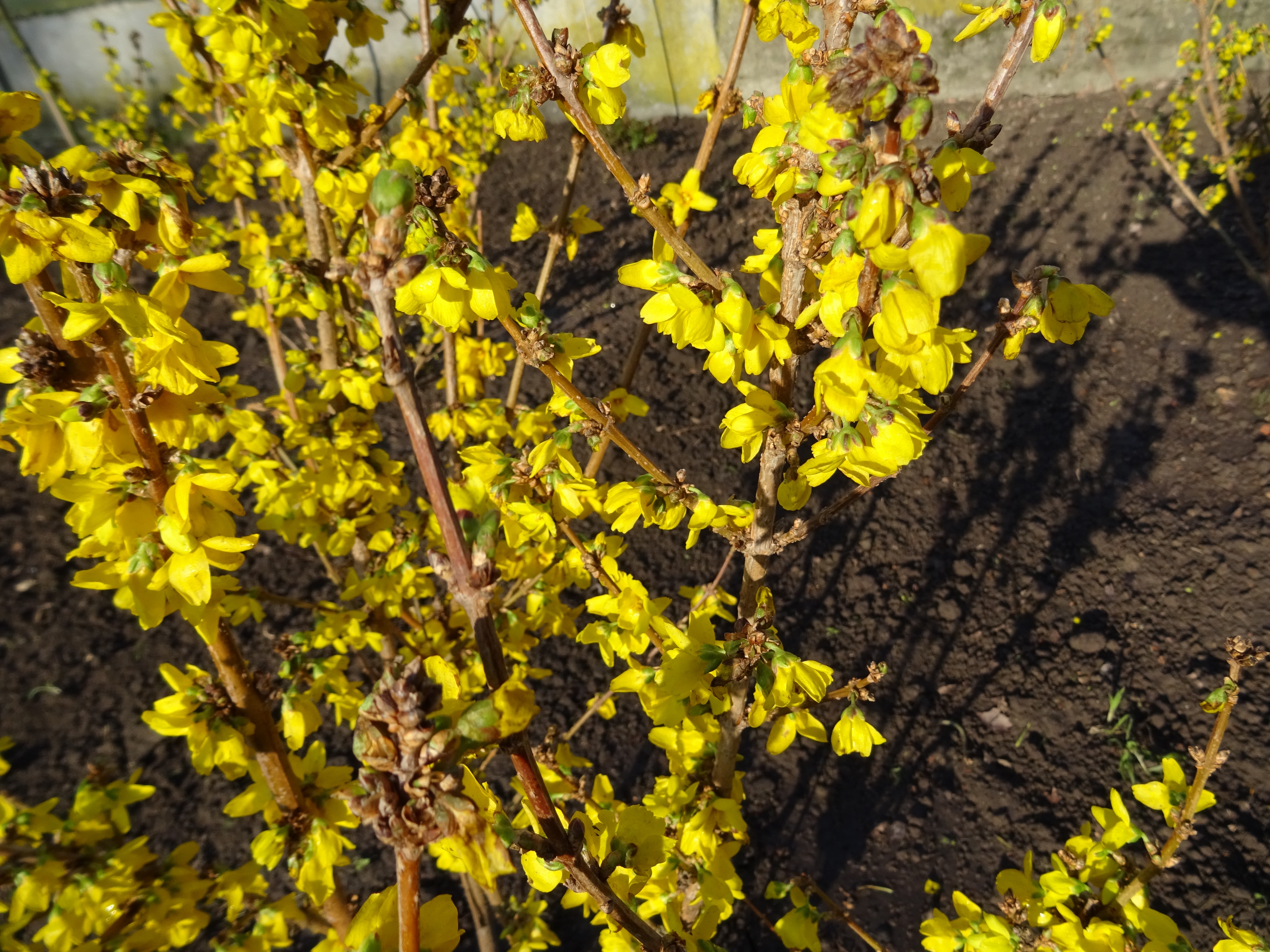 Forsythienblüte, Erstfrühling, Rosenschnitt