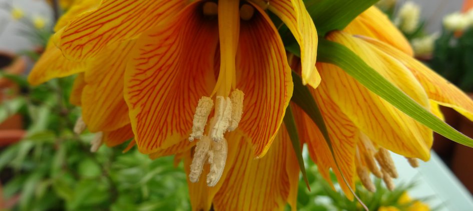 Fritillaria imperialis Striped Beauty Einzelblüte