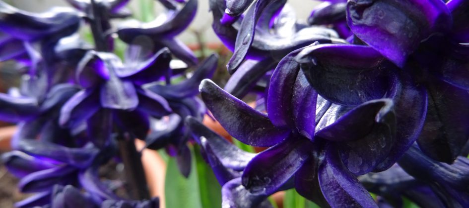 Hyacinthus, Hyazinthe, Dark Dimension