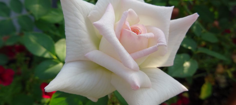 Leading Lady, Edelrose, Blüte