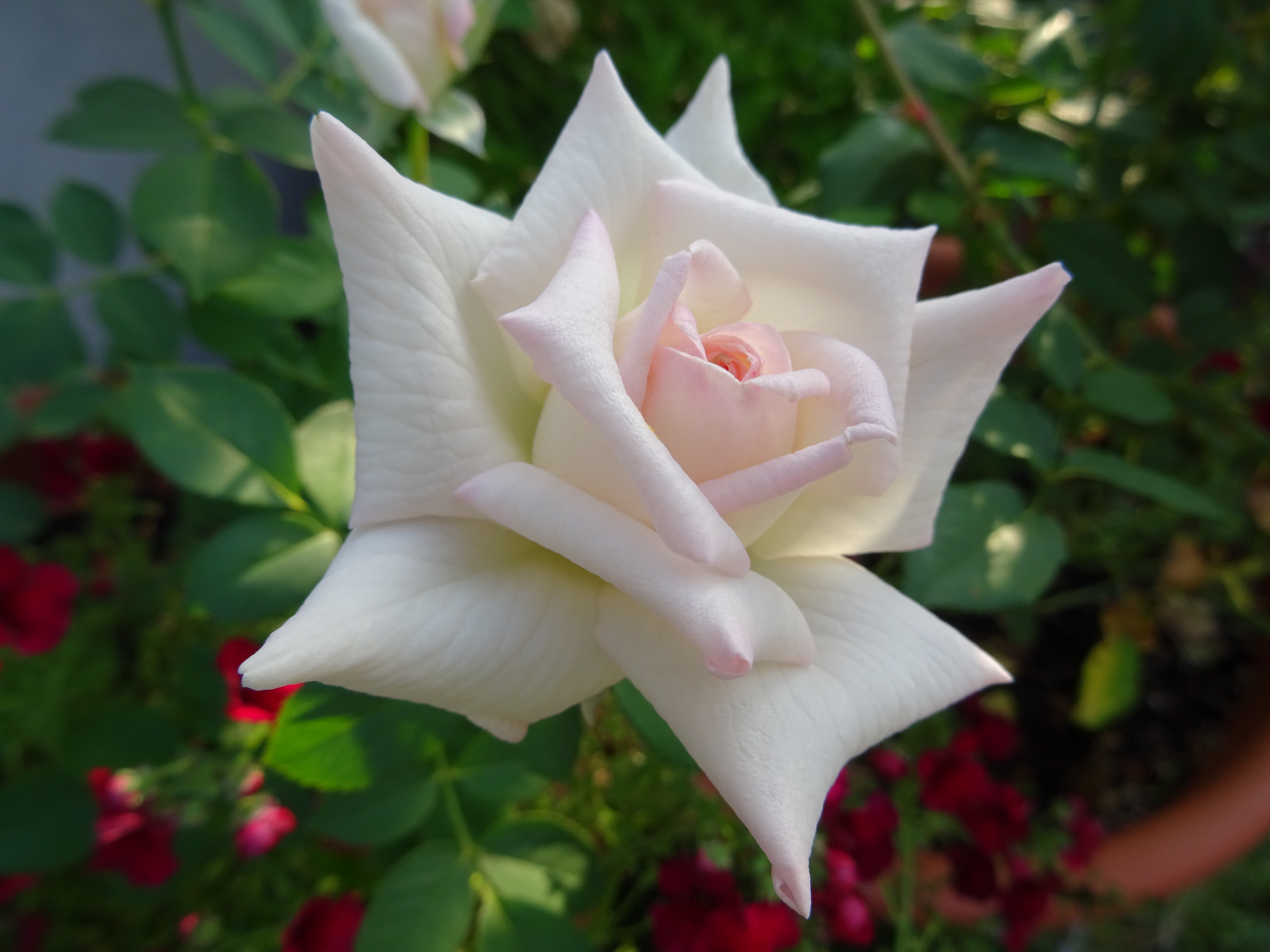 Leading Lady, Edelrose, Blüte