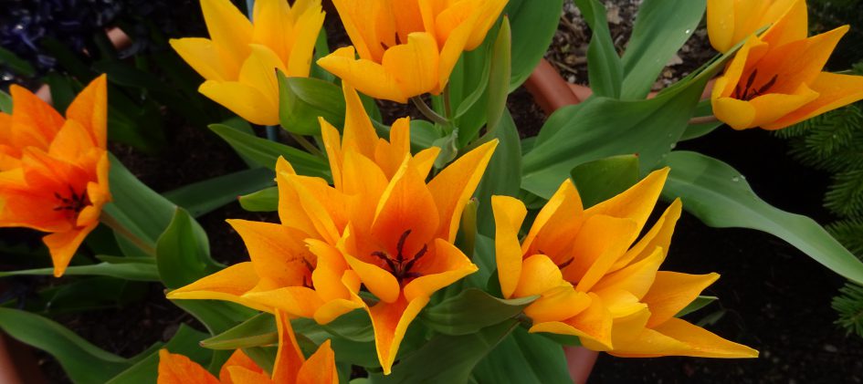 Tulipa praestans Shogun, Blütengruppe