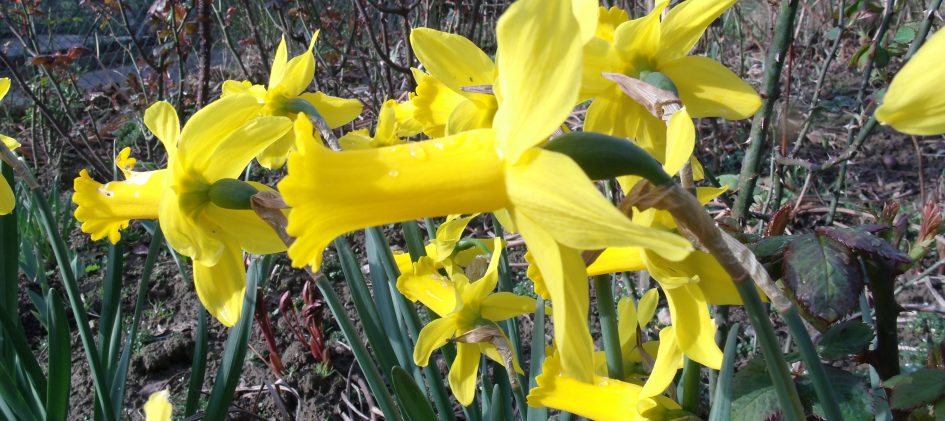 Narcissus Peeping Tom