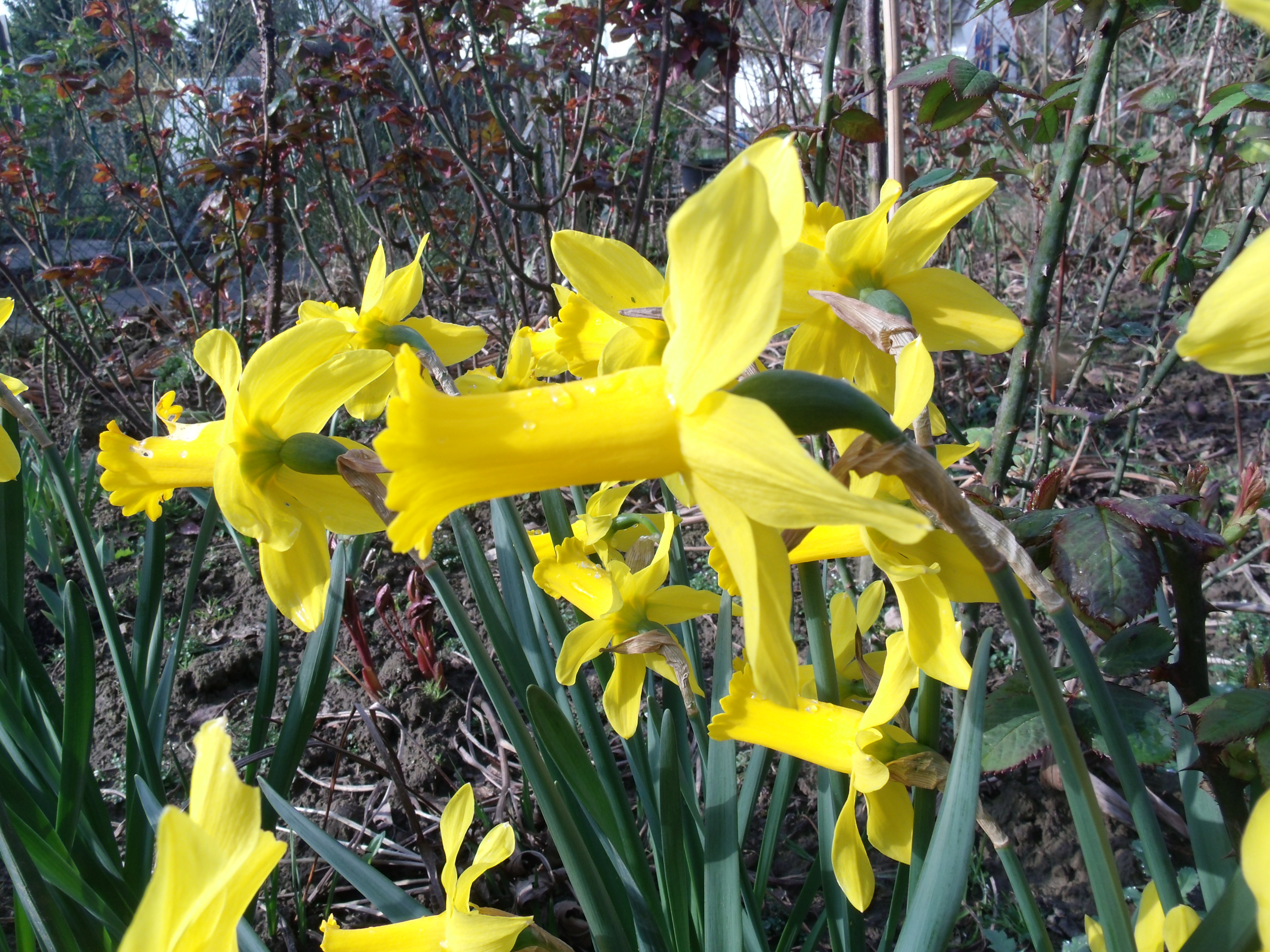 Narcissus Peeping Tom