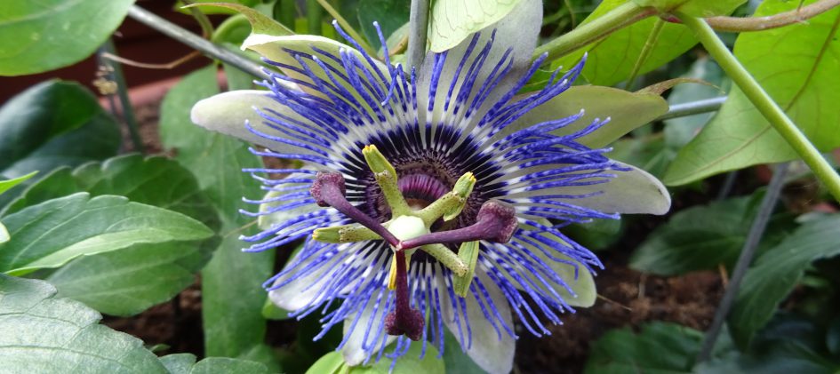Passiflora Damsels Delight