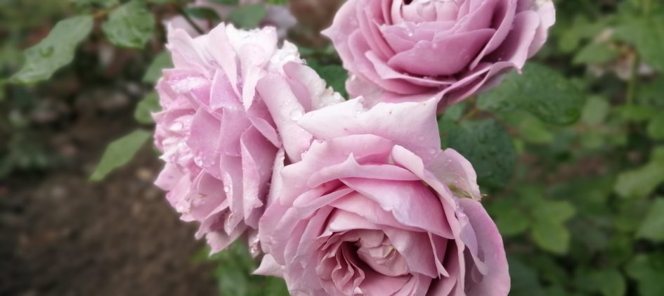 Rose Novalis Blütengruppe