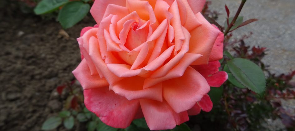 Vedette, offene Einzelblüte