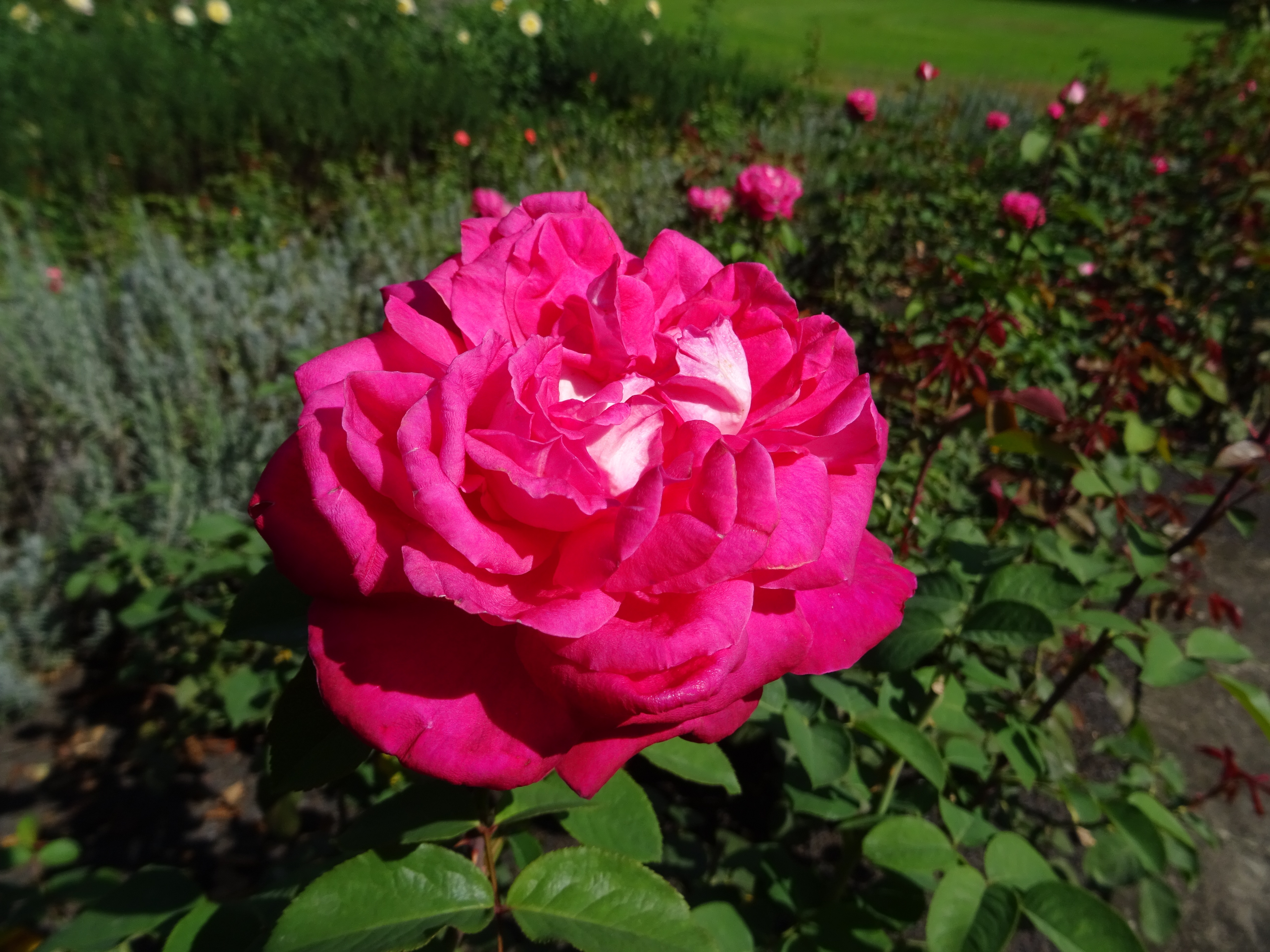 Acapella offene Blüte