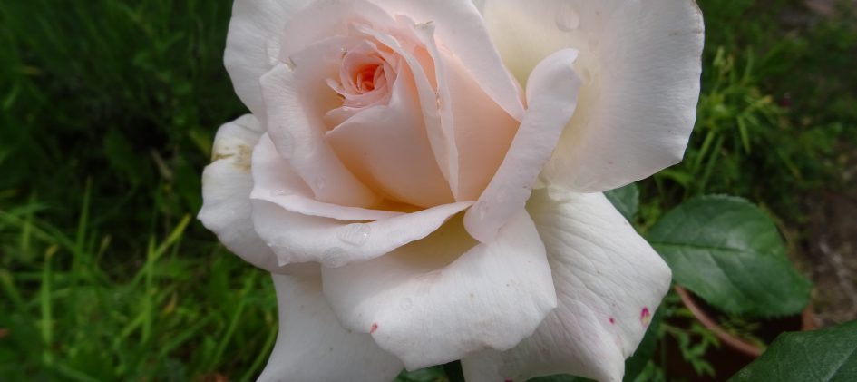Anastasia offene Blüte