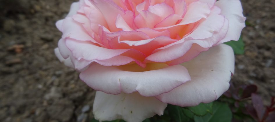 Souvenir de Baden-Baden offene Blüte