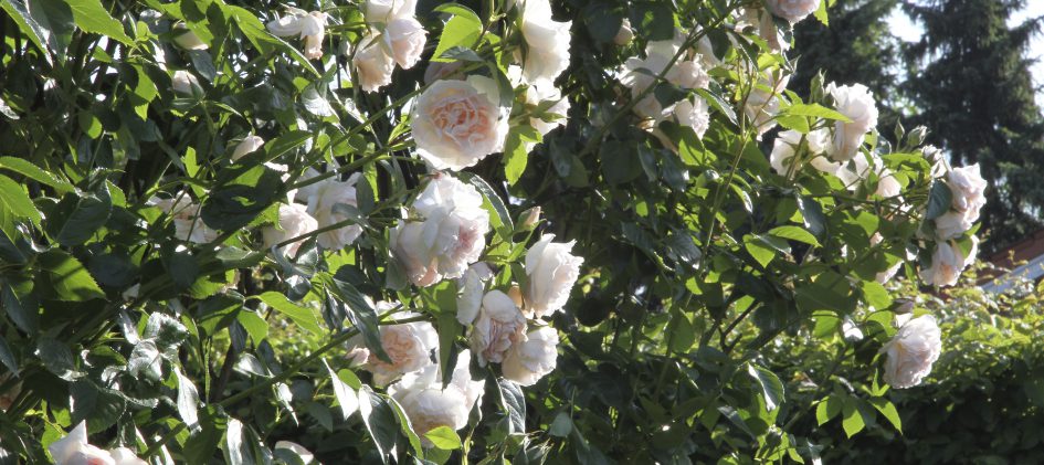 Rose Graciosa am Bogen