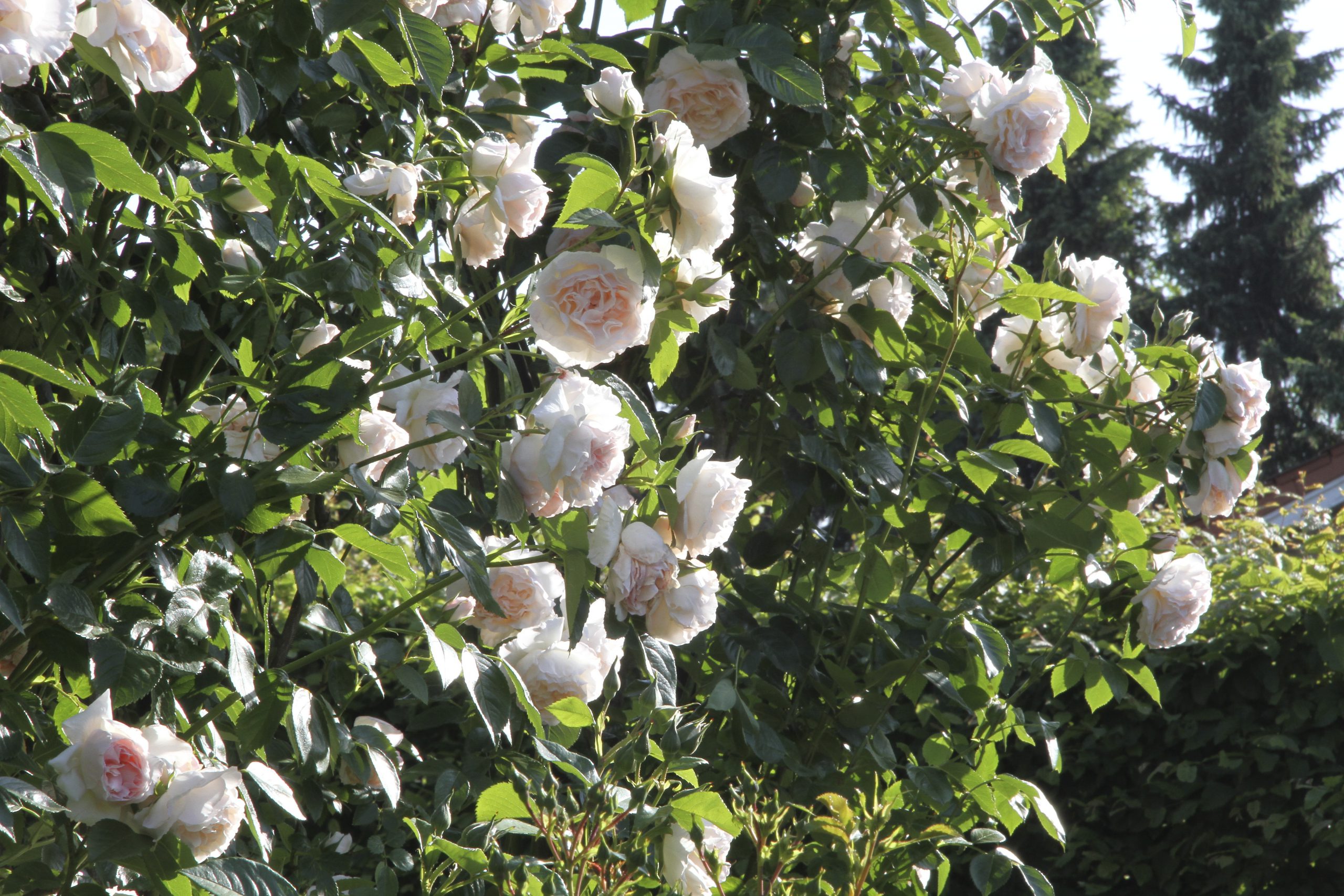 Rose Graciosa am Bogen