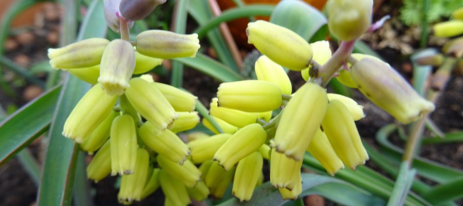 Muscari macrocarpum 1