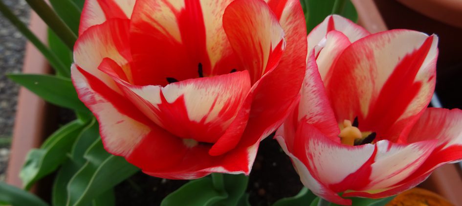 Tulipa Spryng Break_04