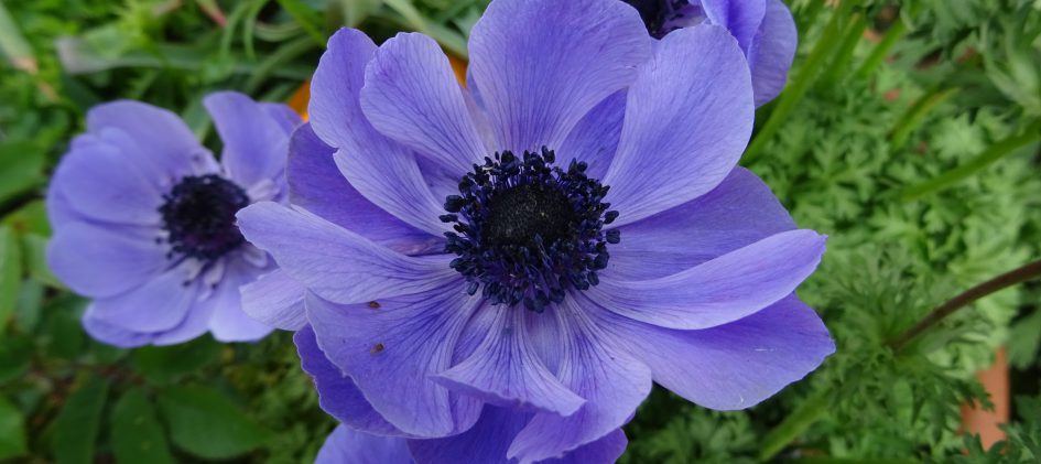 Anemone coronaria
