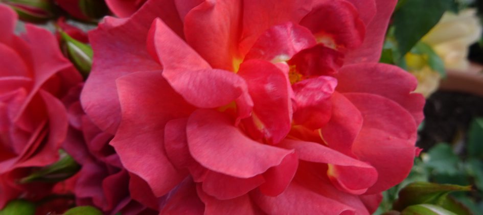 cinco di mayo offene Blüte