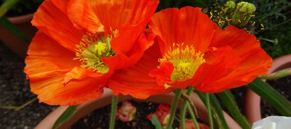 Islandmohn orange Blütenduo