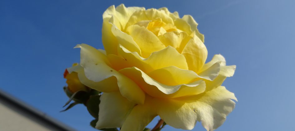 Sommergold Blüte vor Himmel